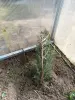 Можжевельник 10-12 см ростки саженцы рассада - Вся Беларусь - 241421 - Доска объявлений Kupika.by