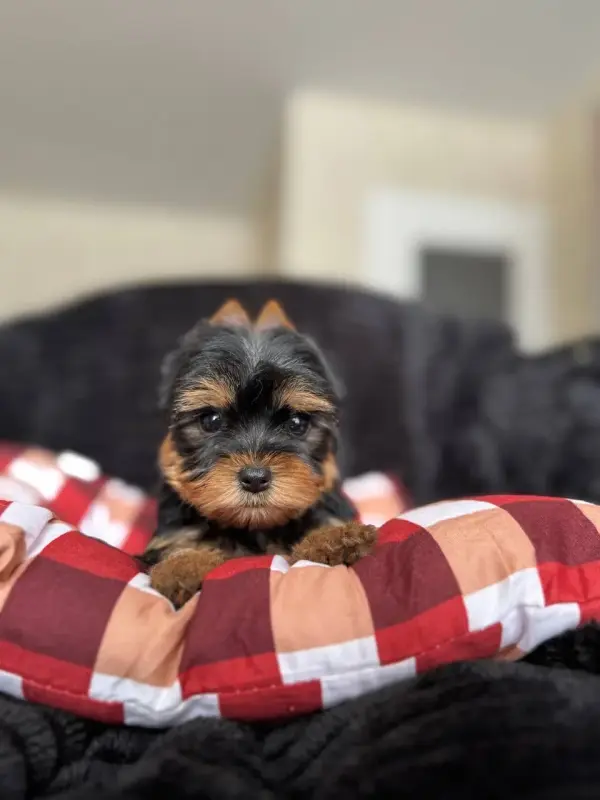 Щенки Йоркширский терьер и бивер-йорк доставка