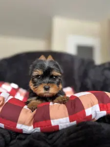 Щенки Йоркширский терьер и бивер-йорк доставка