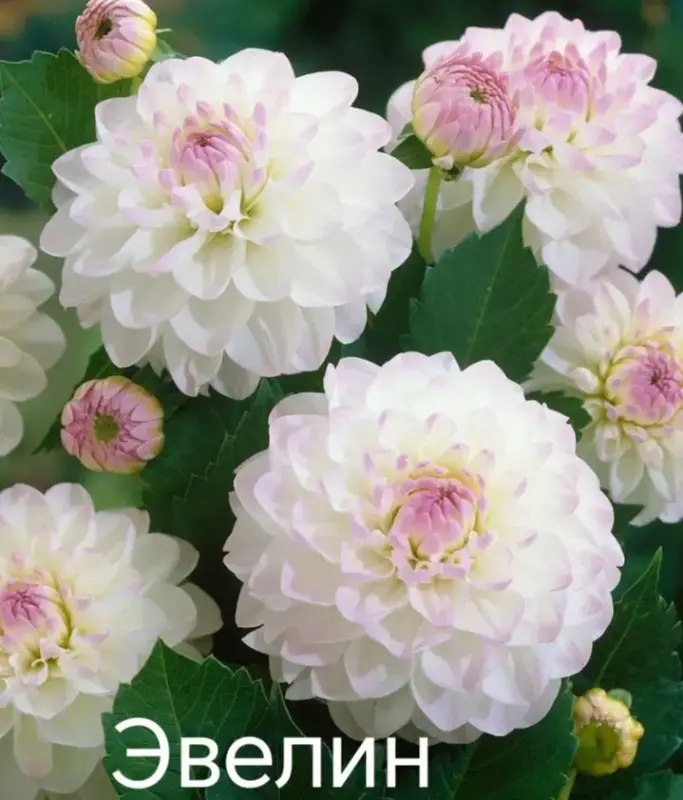 Георгина Эвелин