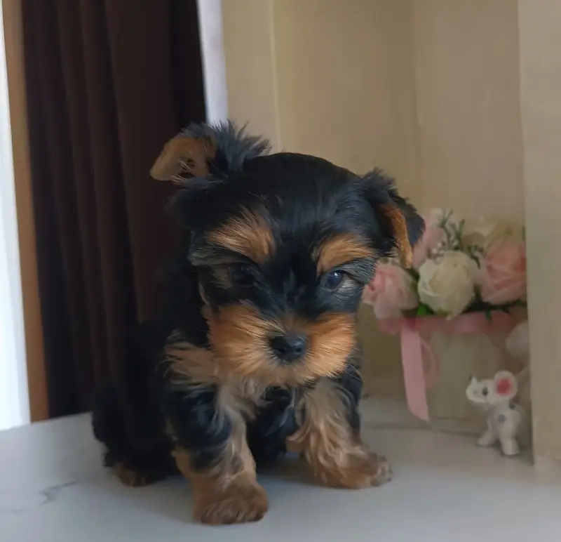 Йоркширский терьер, щенки - Вся Беларусь - 238816 - Доска объявлений Kupika.by - Фото 4