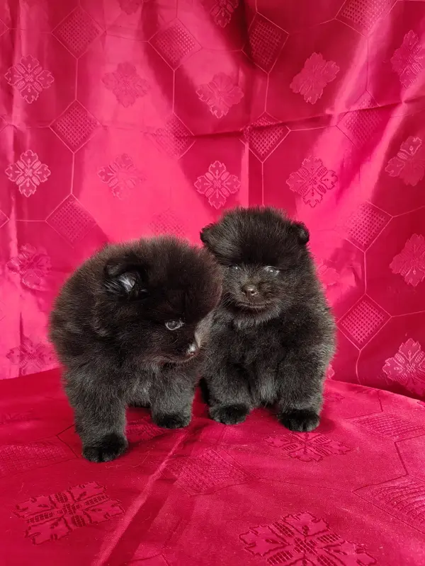 Мальчики померанского шпица. - Вся Беларусь - 241823 - Доска объявлений Kupika.by - Фото 3