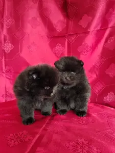 Мальчики померанского шпица.