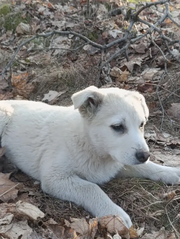 Щенок - Вся Беларусь - 240817 - Доска объявлений Kupika.by - Фото 2