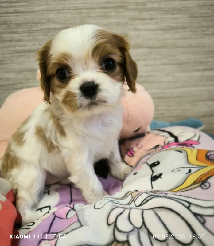 Собака - Вся Беларусь - 239730 - Доска объявлений Kupika.by - Фото 2