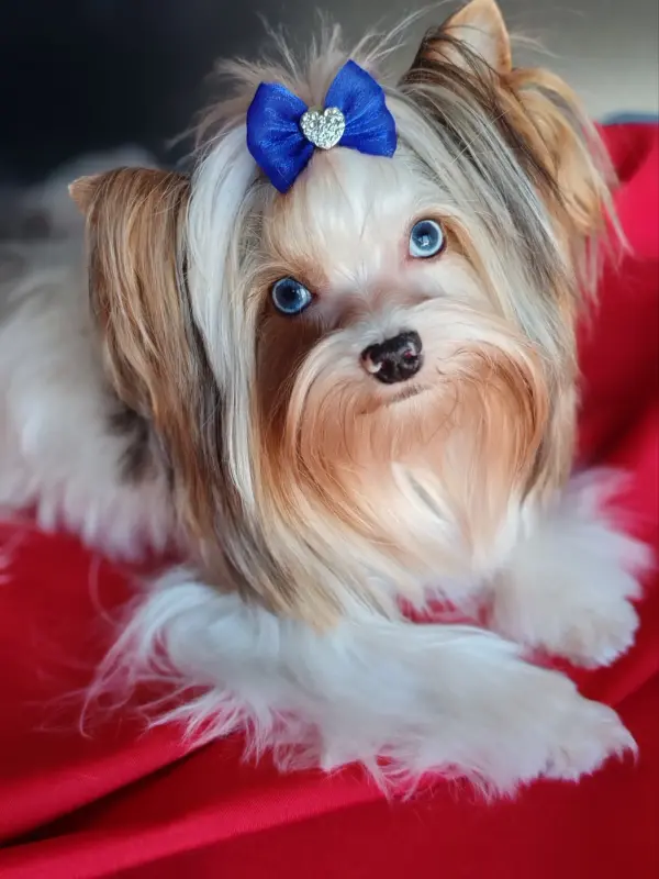 Вязка блуберри