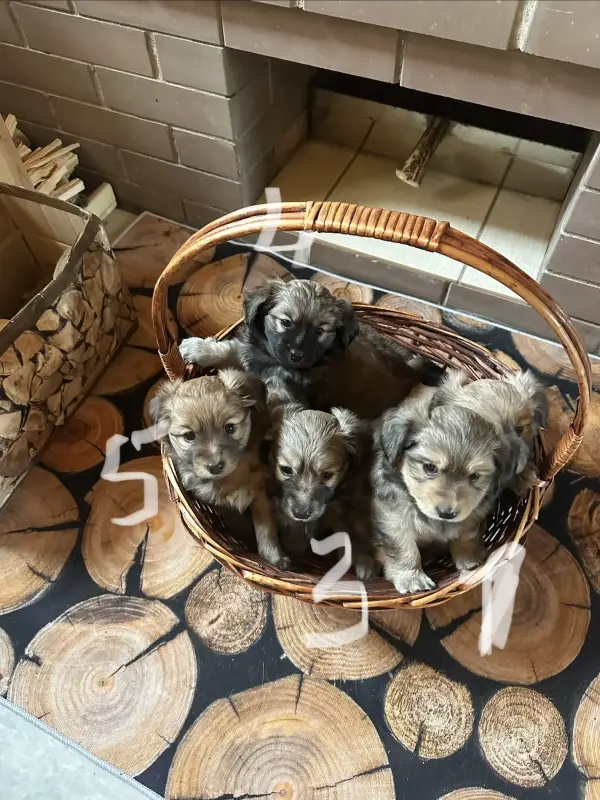 Щенки шпица - Вся Беларусь - 239671 - Доска объявлений Kupika.by - Фото 7