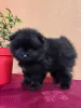 Щенок померанского шпица - Вся Беларусь - 241452 - Доска объявлений Kupika.by - Фото 2