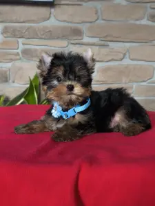 Мини мальчик йоркширский терьер