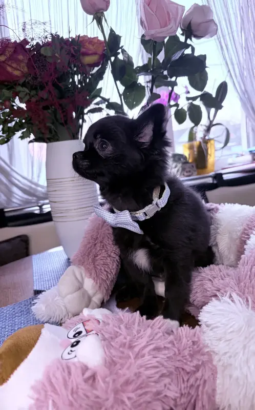 Чихуахуа - Вся Беларусь - 239566 - Доска объявлений Kupika.by - Фото 2