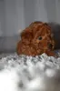 Той-пудель - Вся Беларусь - 240780 - Доска объявлений Kupika.by