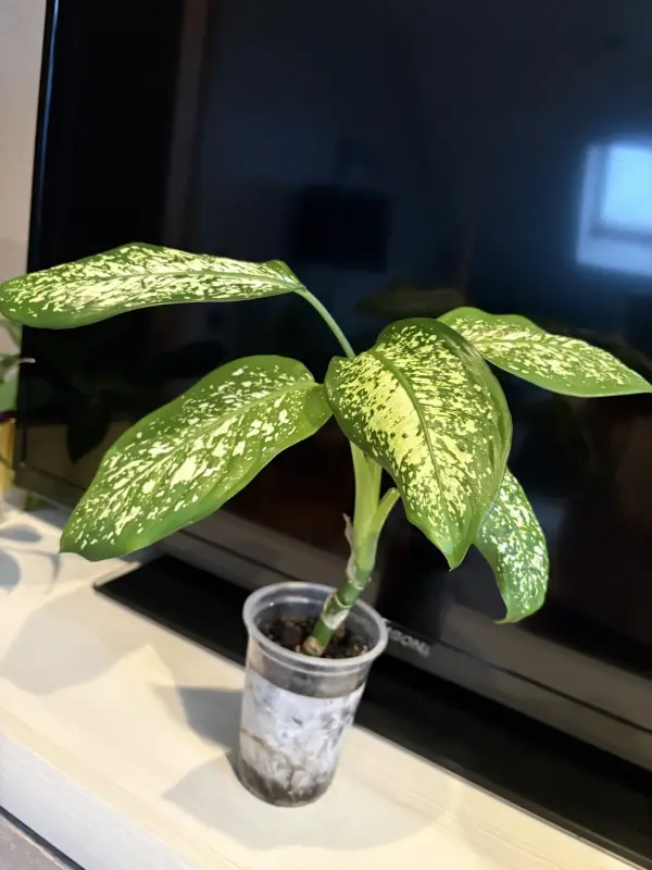 Комнатные цветы - Вся Беларусь - 240628 - Доска объявлений Kupika.by - Фото 4