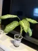 Комнатные цветы - Вся Беларусь - 240628 - Доска объявлений Kupika.by - Фото 4