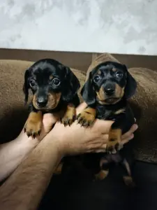 Такса карликовая