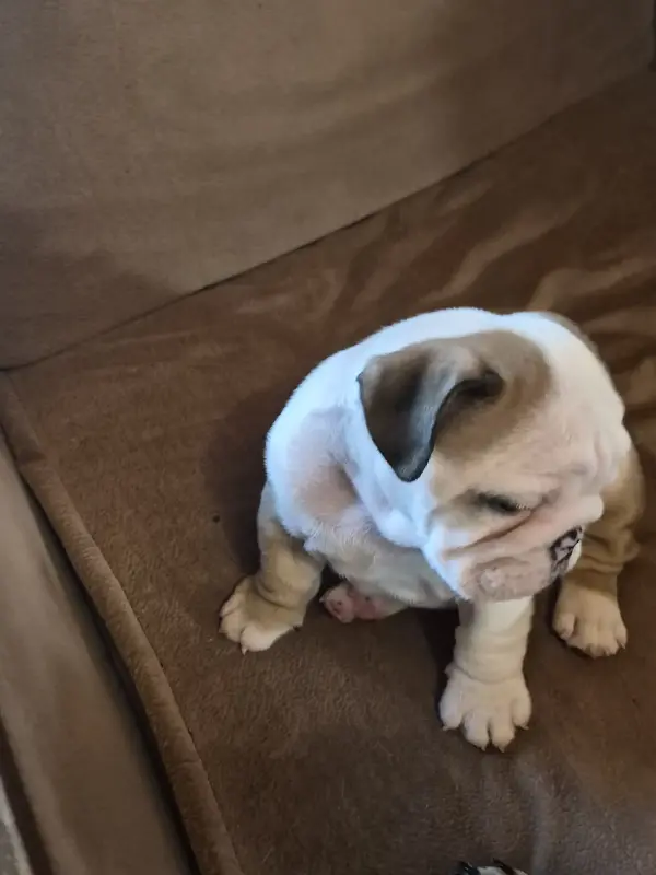 Собаки - Щенок аглийского бульдога - Уваровичи Щенок аглийского бульдога - Уваровичи - 238265 - Доска объявлений Kupika.by