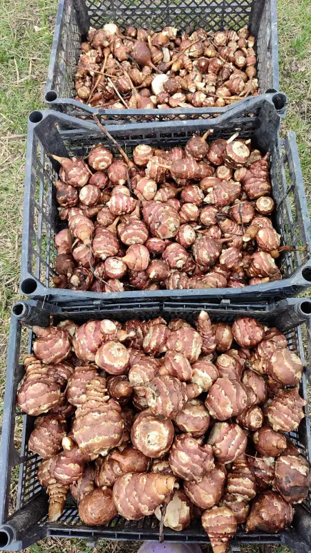 Топинамбур сортовой