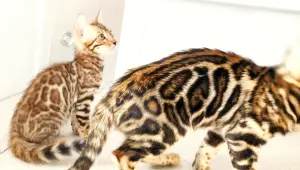 Бенгальские котята