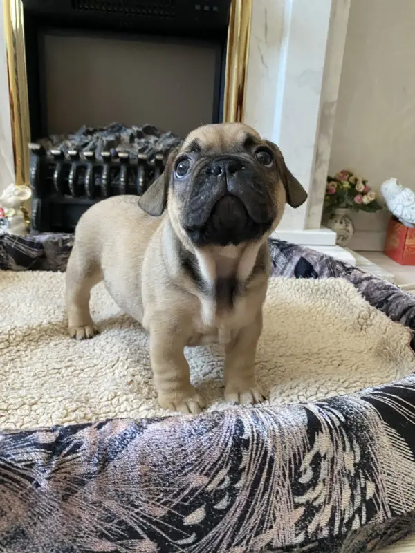 Собаки - Щенок щенки Французский бульдог - Вся Беларусь - Фото 6 Щенок щенки Французский бульдог - Вся Беларусь - 240842 - Доска объявлений Kupika.by - Фото 6