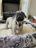 Собаки - Щенок щенки Французский бульдог - Вся Беларусь - Фото 6 Щенок щенки Французский бульдог - Вся Беларусь - 240842 - Доска объявлений Kupika.by - Фото 6