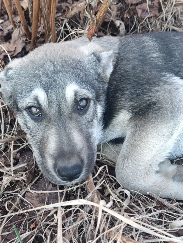 Собаки - Щенки - Вся Беларусь Щенки - Вся Беларусь - 240932 - Доска объявлений Kupika.by
