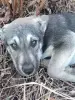Щенки - Вся Беларусь - 240932 - Доска объявлений Kupika.by