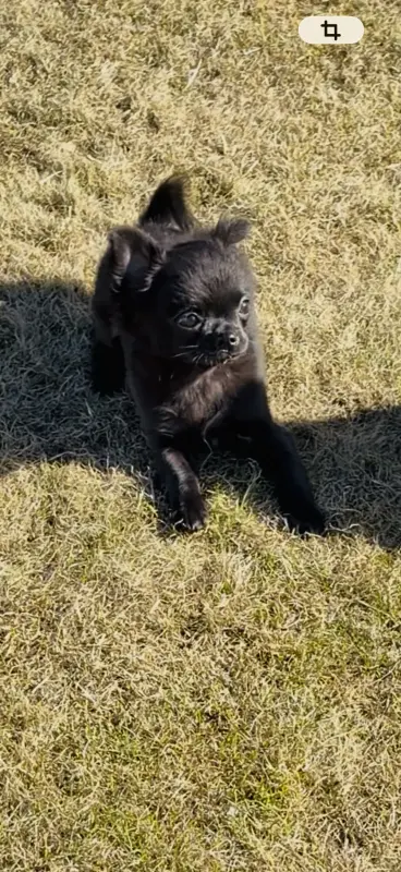 Собаки - Чихуахуа - Вся Беларусь - Фото 2 Чихуахуа - Вся Беларусь - 240171 - Доска объявлений Kupika.by - Фото 2