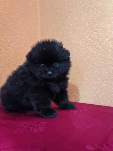 Померанский шпиц мальчик