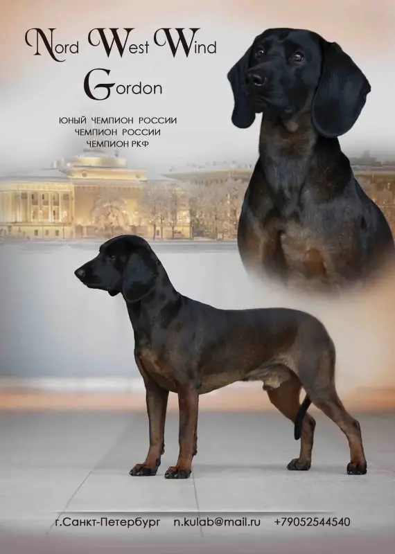 Продажа щенков баварской горной гончей - Шерешево - 237714 - Доска объявлений Kupika.by - Фото 5