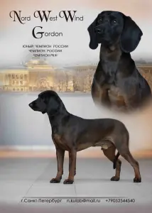 Продажа щенков баварской горной гончей