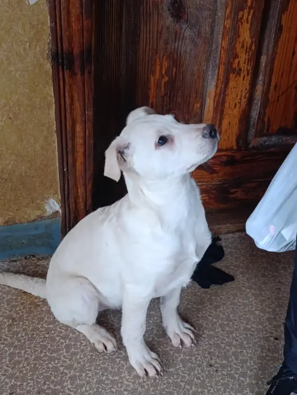 Щенки - Вся Беларусь - 239175 - Доска объявлений Kupika.by - Фото 6