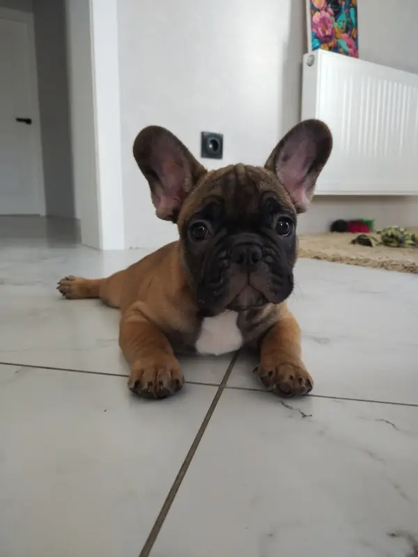 Собаки - Щенки французский бульдог - Вся Беларусь - Фото 2 Щенки французский бульдог - Вся Беларусь - 238979 - Доска объявлений Kupika.by - Фото 2