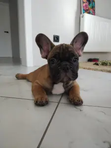 Щенки французский бульдог