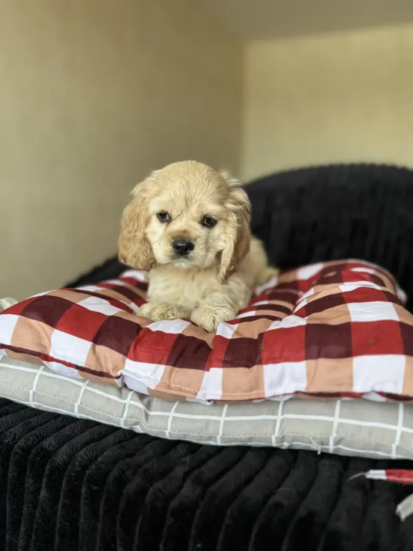 Щенки Американский Кокер спаниель доставка