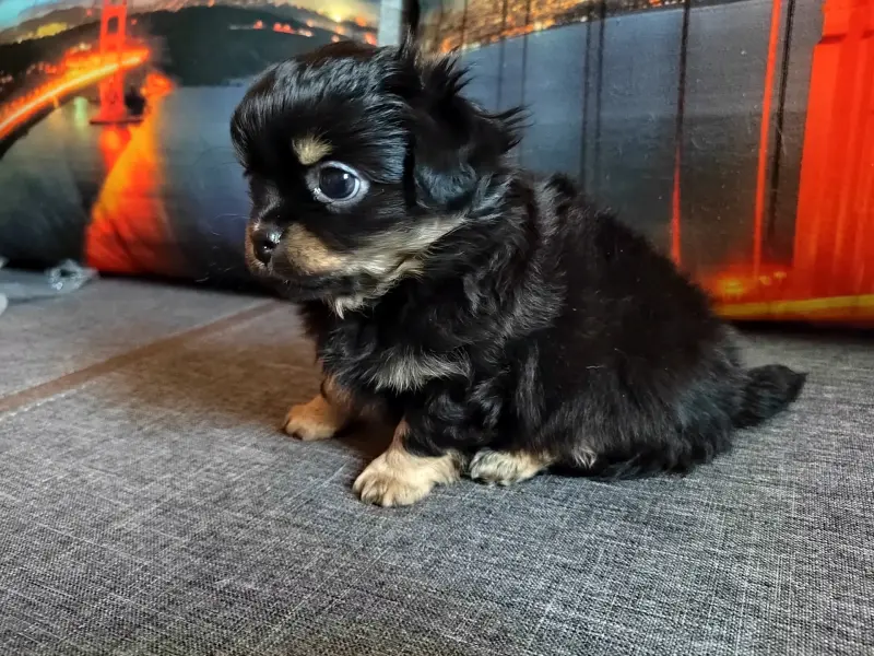 Чихуахуа детишки веселые мальчишки