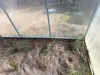 Можжевельник 10-12 см ростки саженцы рассада - Вся Беларусь - 241421 - Доска объявлений Kupika.by - Фото 3