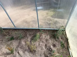 Можжевельник 10-12 см ростки саженцы рассада