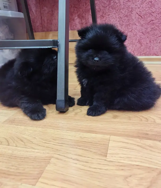 Собаки - Мальчики померанского шпица - Вся Беларусь - Фото 6 Мальчики померанского шпица - Вся Беларусь - 241816 - Доска объявлений Kupika.by - Фото 6