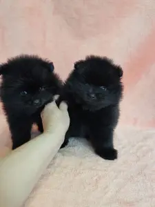 Мальчик померанского шпица