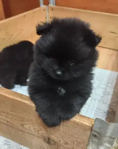 Мальчик померанского шпица