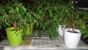 4 фикуса, 45 см высота вместе с кашпо