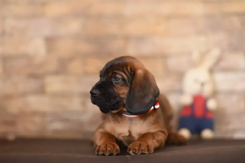 Щенки баварской горной гончей - Вся Беларусь - 239996 - Доска объявлений Kupika.by - Фото 3