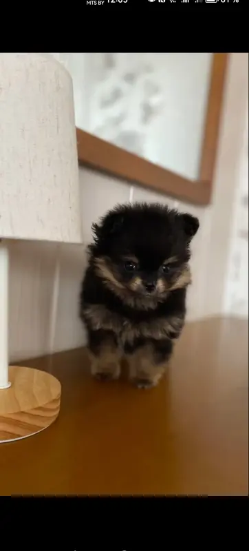 Померанский шпиц - Вся Беларусь - 240785 - Доска объявлений Kupika.by - Фото 2