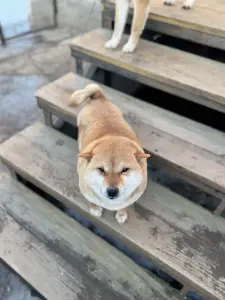 Щенки сиба Ину девочка и мальчик на фото мама доставка бронь