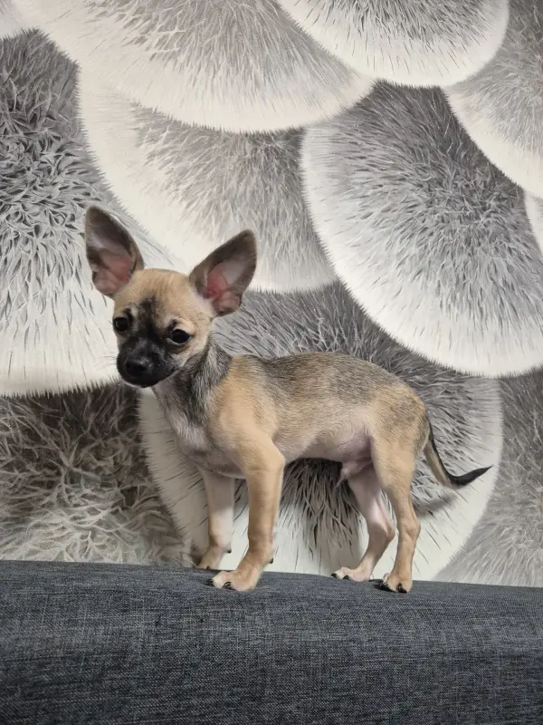 Мальчик чихуахуа