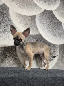 Мальчик чихуахуа