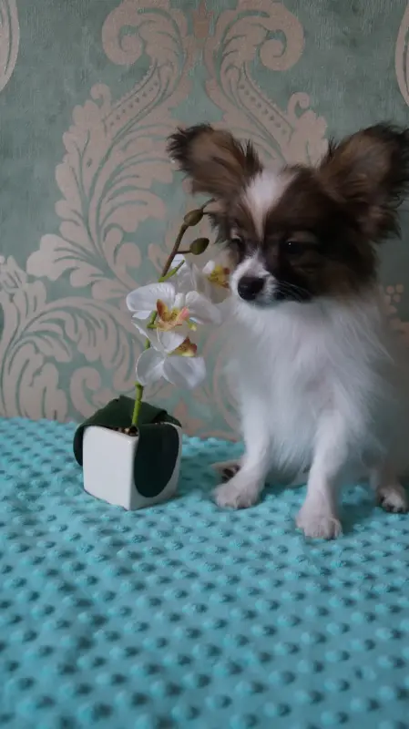 Собаки - Щенки папильона - Вся Беларусь - Фото 6 Щенки папильона - Вся Беларусь - 240801 - Доска объявлений Kupika.by - Фото 6