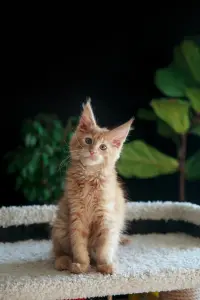 мальчик мейн-кун