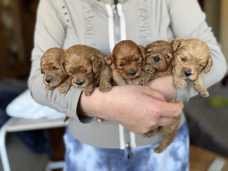 Щенки кавапу мальтипу мини бебифецс доставка