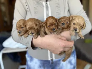 Щенки кавапу мальтипу мини бебифецс доставка