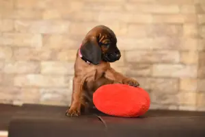 Продажа щенков баварской горной гончей